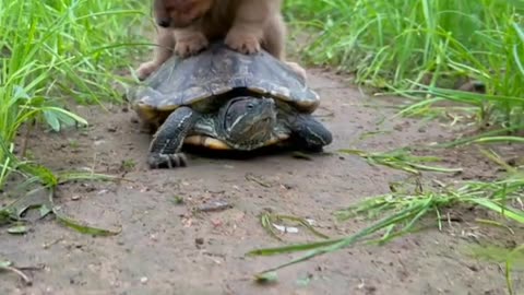 cute dog 🐶🐶 funny dog 🤣🤣 dog animels 🥰 How the baby dog is riding on the turtle's back