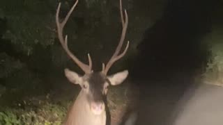 Deer Suddenly Turns And Charges Car