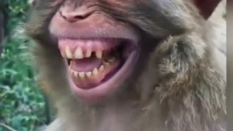 monkey funny video | monkey