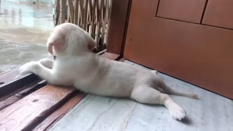 Mahi is watching her mother work and playing cutely while waiting for her.