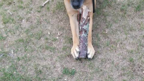 Dog likes stick..