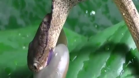 Video Inside Snakes attack the snail and then surprise 😮.