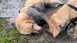 Pups Play in Mud Puddle