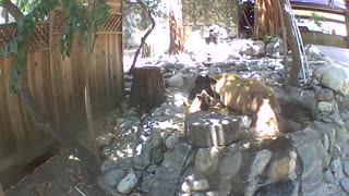 Bear Family Enjoy Playing in Backyard Pond