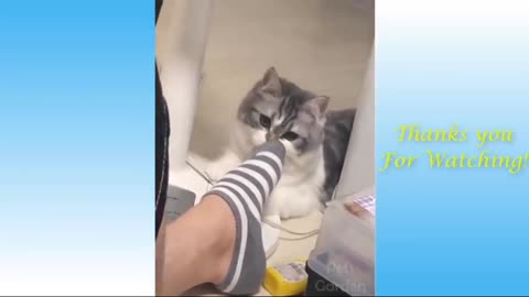 Funny cat smelly socking