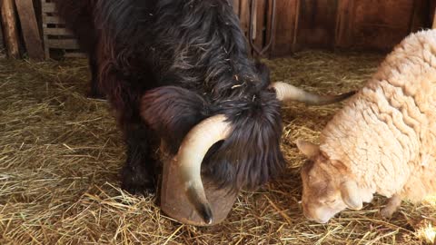 Cows refuse to share meal with ram