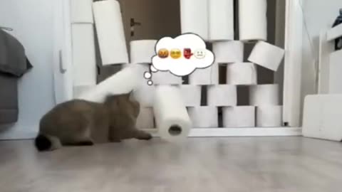 Very Funny cat video