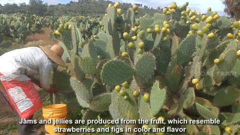 Cactus Fruit Harvesting - Prickly Pear Farm and Harvesting - Desert Agriculture Technology