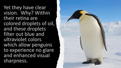 A Penguin Paradox