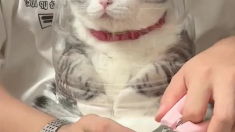 The most complete way to cut your cat's nails. Try it, it is very beautiful.