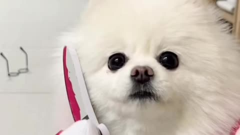 Cute little white Dog, @dog #dog #Dogandcats #catvideo #pets #dogvideo #lovewithdog #petvideo