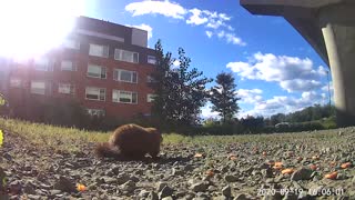 Groundhog eating 5