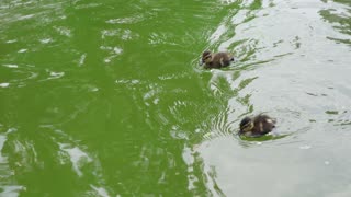 Sweet Tiny Ducklings Swim together with their Mother