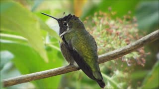 Hummingbird Patch