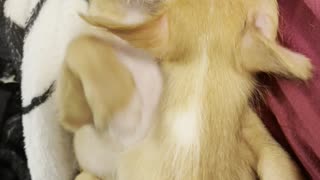 Foster Puppy Winston Hugging his Sister Winnie