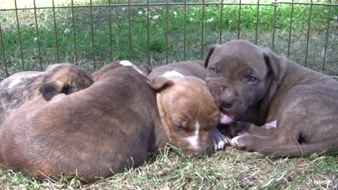 Loyal Puppies Won't Let Go Of Pit Bull