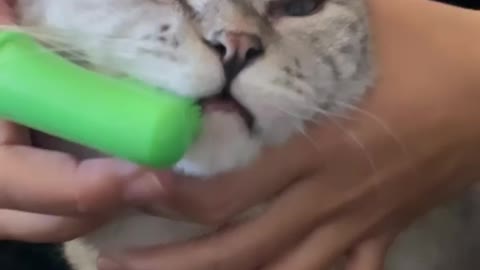Brushing my cat's teeth