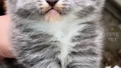 Cat videos