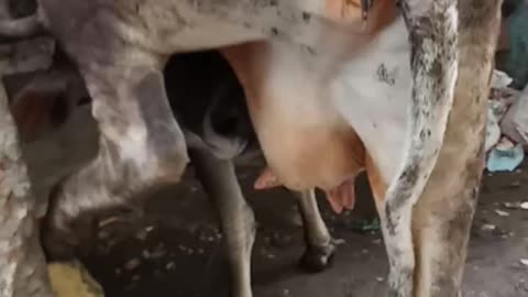 Hungry cow is forced to drink its own milk (2) | بُھوکی گاۓ خود اپنا ہی دودھ پینے کے لۓ مجبور