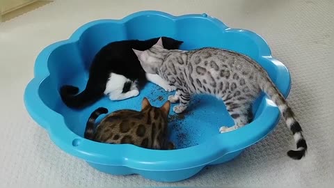 Bengal Kittens Try CatNip For The First Time