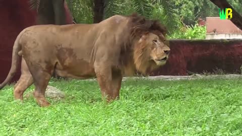 Fight Between Lion and Black Panther