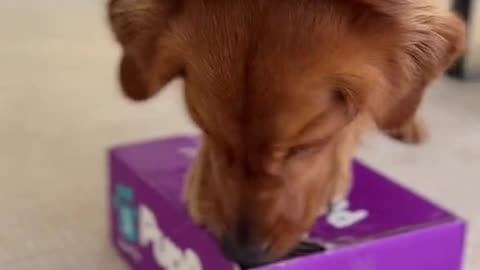 后】Did we scare you 👻 #fyp#foryoupage#dogs#pettok#cutedogvideos#funnydogs#pupbox#pupboxunboxing