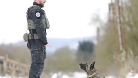 Army 🐶🐶🐶dog training video funny dog video