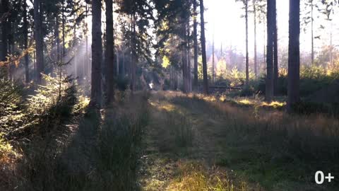 Singing birds in the morning forest. 9 minutes meditation.
