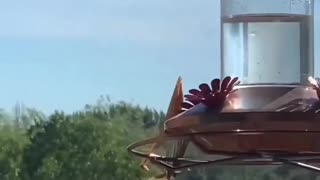 hummingbird being caught