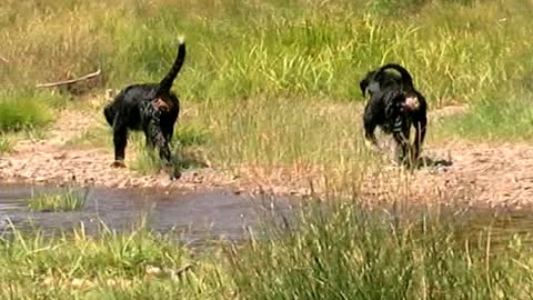 Bernese Mountain Dog Jessie and Boots swimming for the First Time