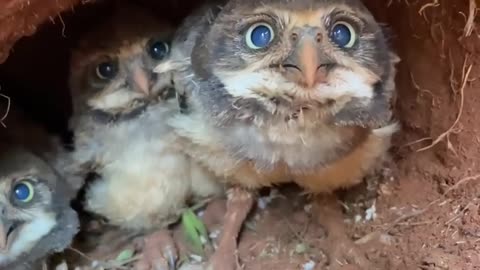 Taking a Peek at Burrowing Owl Chicks || follw me