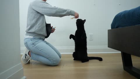 Cat Training 101 | Best Training |Cat Training Ideas