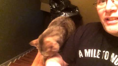 Obsessive cat demands human pet her