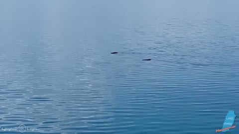 Monsters in Lake Ohrid