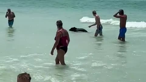 Bear Chillin' At A Beach In Florida