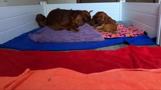 Irish Setter Puppies (4 weeks old)