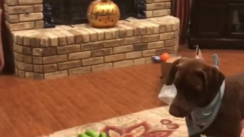 Dog loves to play volleyball with owner