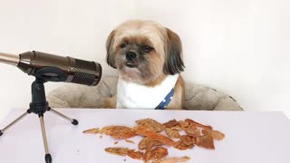 ASMR Dog eats dehydrated chicken