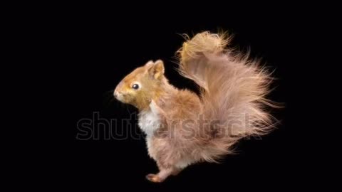 squirrel Dance CG fur