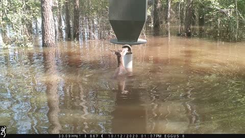 Deer Finds a Snack in the Hurricane Delta Aftermath