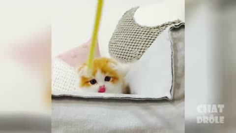 Clever and Cute Cat's Life