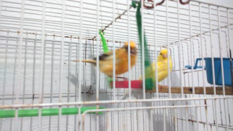 couple canari panaché