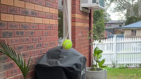 Best Birthday Present For Ball-Obsessed Dog