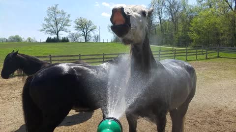 Water-loving horse hilarious drinks water from the hose