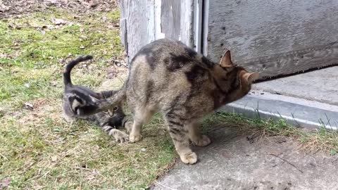 Kitten is punished after chasing mommy's tail (cute)