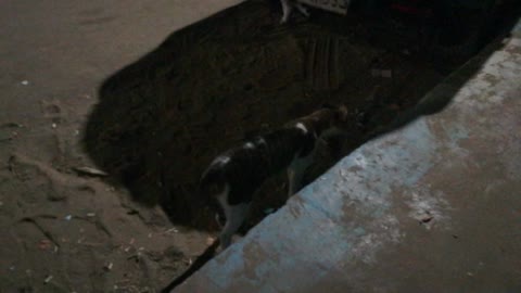 Street Cat Makes Suspicious Sound Under Car