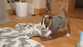 Super cute Puppy video