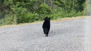 Bear Family Visits Human Family on Vacation