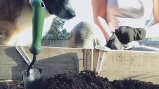 Doggy Helps Dig in the Garden