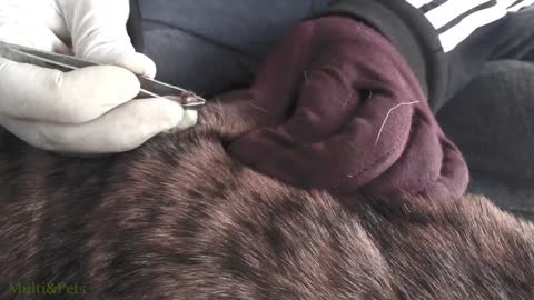 Help Dog From Ticks 58- Removing All Big Ticks and Small Ticks From Poor Dog